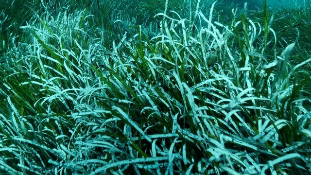 Close-up of dense thickets of green marine grass Posidonia. Top view on green seagrass Mediterranean Tapeweed or Neptune Grass (Posidonia). Slow motion. Mediterranean Sea, Cyprus