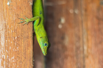 green lizard 