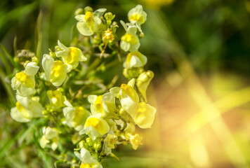 Wild light yellow flowers on a green background with soft light and a sunny glare
