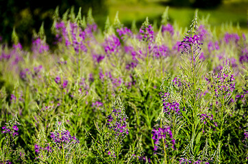 Naklejka premium Blooming lilac flowers of Ivan-Tea on the field, selective ficus