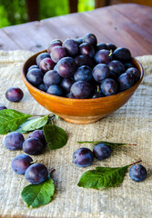 A clay cup with ripe plums and individual plums lying side by side on a wooden table on a canvas napkin