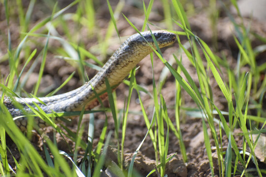 snake in the grass. checked keelback snake. water snake. snake in the filed