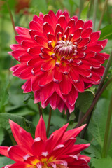 Red Dahlia Green background