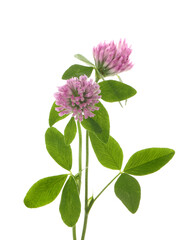Beautiful clover flowers with green leaves on white background