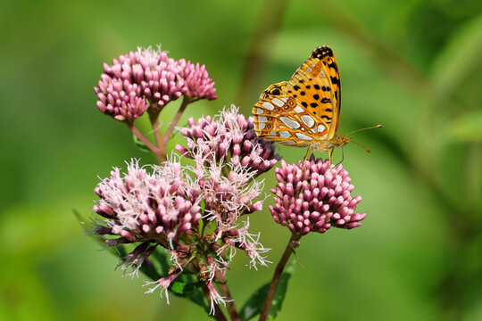 Nature photography of a butterfly fritillary on a pink plant hemp agrimony eupatorium cannabinum and  a green blurred background - Stockphoto