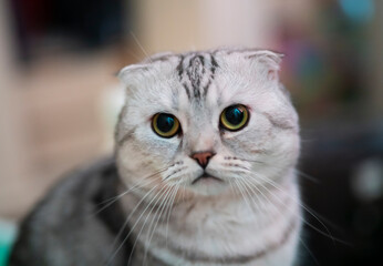 Cat of breed Scottish Fold gray marble color with green eyes. High quality photo