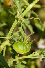 A green tomato in the garden glistens in the sun