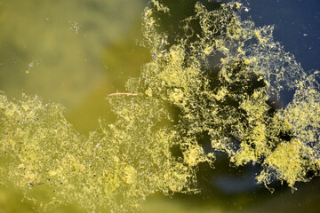 Fototapeta na wymiar Green algae on the water surface of the swamp