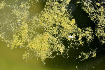 Green algae on the water surface of the swamp