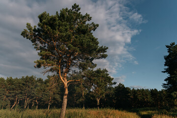 Photo of a Summer Camping Activity. Travel location of popular tourist outdoor. View of beautiful  Fir Forest Landscape. Vacation by the lake in a camp