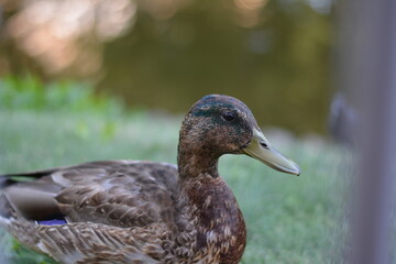 Wild duck near a forest lake