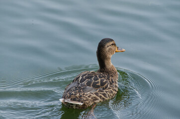 A Mallard Duck (Anas platyrhynchos) in Water