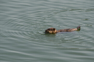 A Muskrat Swimming in the Water