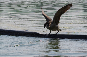 Canada Goose (Branta canadensis) going over a Barrier