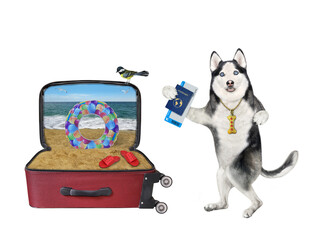 A dog husky tourist with a flight ticket and a international passport is going to the seaside resort. White background. Isolated.