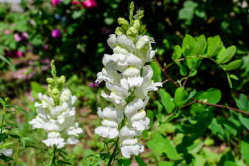 Many white dragon flowers or snapdragons or Antirrhinum in a sunny spring garden, beautiful outdoor floral background photographed with soft focus.