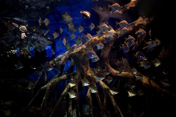 Swarm of Monodactylus argenteus sea aquarium fish in saltwater tank. Schooling diamondfish,...