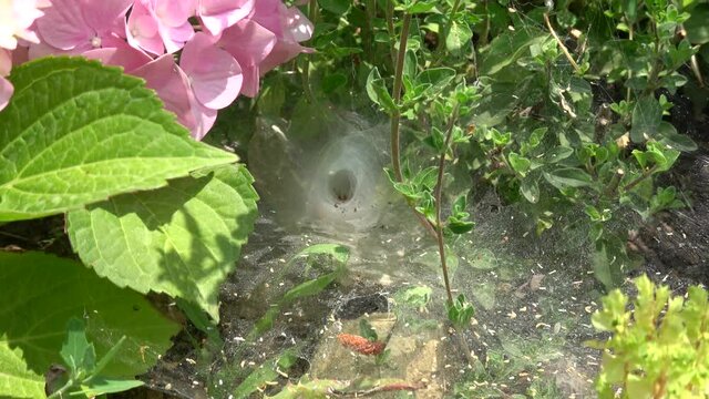 Yumaklar, Antalya, Turkey - 27th of May 2021: 4K Zoom out a spider in funnel of its web
