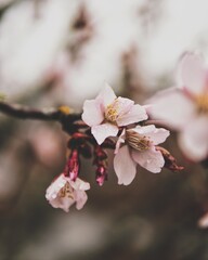 Japanese cherry tree blossom