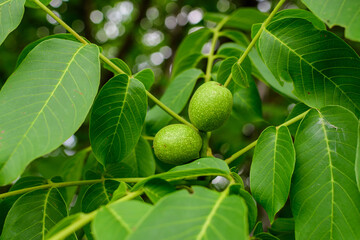 Delicate small vivid green walnuts and large leaves in tree, in direct sunlight in a garden in a sunny summer day, beautiful outdoor floral background photographed with soft focus.