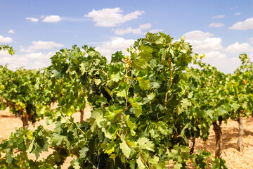 Fototapeta na wymiar Grapevine in wine making farm