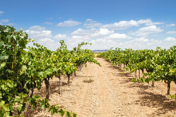 Fototapeta na wymiar Grapevines in wine making farm
