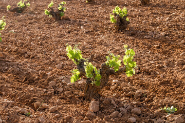 Grapevine in wine making farm