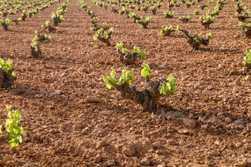 Wine making vineyards in La Mancha, Spain