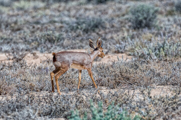 Steenbok on a farm near Beaufort West
