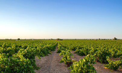 Fototapeta na wymiar Green vineyards landscape in La Mancha, Spain