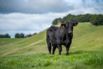 Angus and wagyu beef bulls and cows, being grass fed  on a hill in Australia.