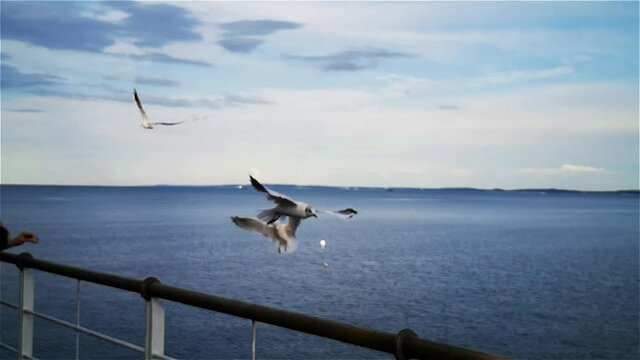 M&ouml;wen im Flug