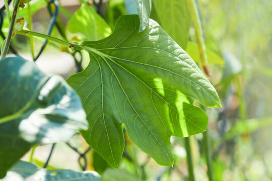 Vigna unguiculata also known as  cowpea, black eyed pea, Chinese long clay or asparagus bean is growing outdoors