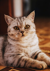 A grey striped Scottish straight-eared cat
