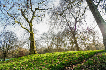 Naklejka premium Hyde park's treep 