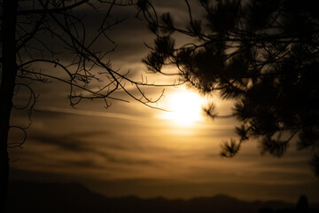 YELLOW MOON IN TREES