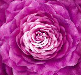 Rose purple flower. Floral background. Closeup.  Nature.