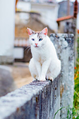 White wild cat on a wall