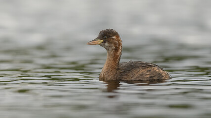 juvenile little grebe