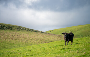 Close up of Angus and Murray Grey Cows grazing on green grass.