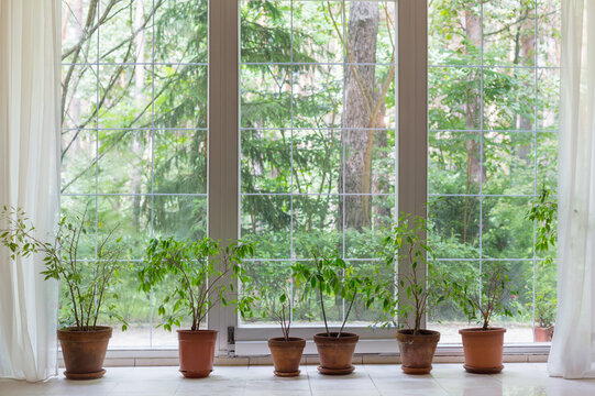 big window  and houseplants with view in summer forest