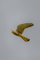 Kestrel in flight