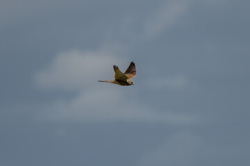 Kestrel in flight