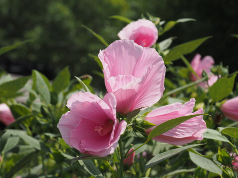 Closeup Shot Of Beautiful Pink Hawaiian Hibiscus Flowers