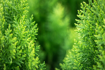 Green background. Thuja. The foliage is lush.
