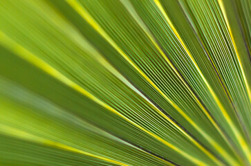 Obraz premium Green foliage. Back green background. Lush palms.