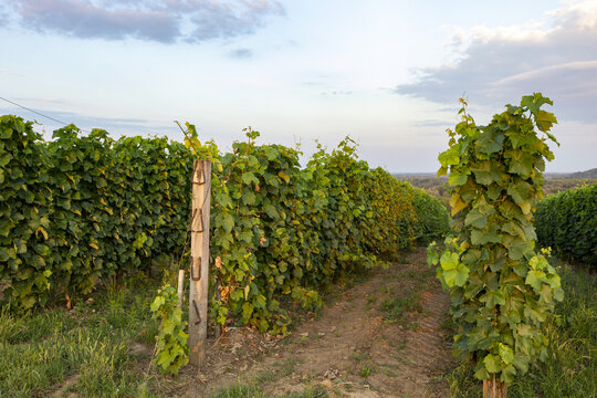 Weinreben 
