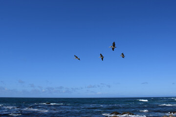 Fototapeta na wymiar Flying pelicans at 17 Mile Drive in Monterey Bay, California.