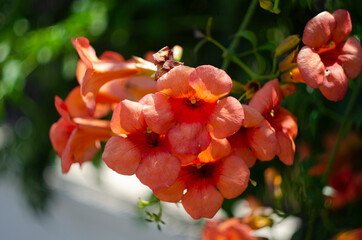 Orange flowering Campsis radicans or trumpet vine