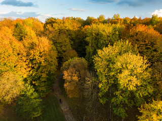 Obraz premium Aerial view of autumn forest with green and yellow trees. Mixed deciduous and coniferous forest. Beautiful fall scenery near Vilnius, Lithuania